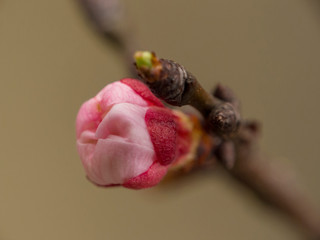 Apricot flower macro