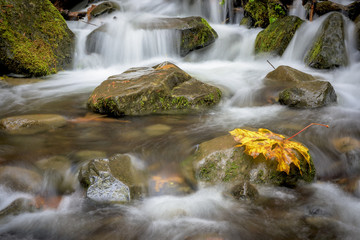 Fototapeta na wymiar Small creek in the fall with yellow leaf