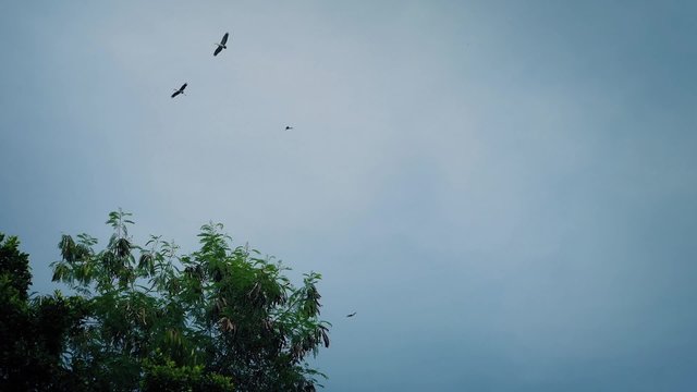 Birds Circling Above Trees In Stormy Jungle