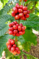 Coffee beans ripening on a tree.