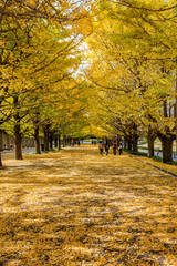 秋のイチョウ（銀杏）並木