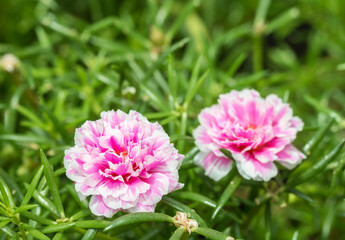 Pusley flower(Portulaca oleracea)