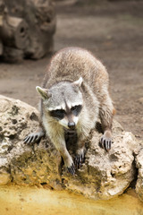Fototapeta premium Raccoon