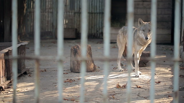 Gray Wolf In A Cage