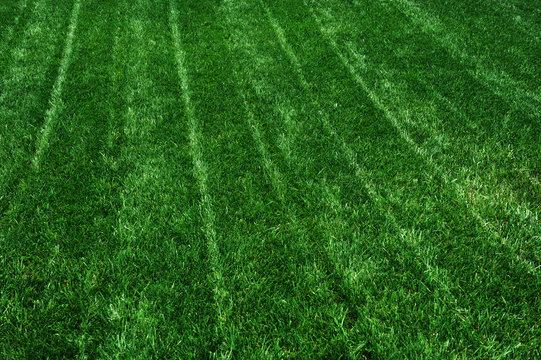 grass field