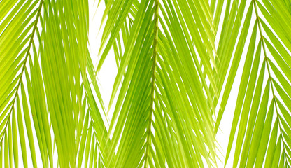  Palm green leaf background