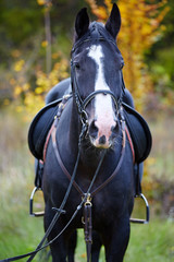 Beautiful black horse in the forest