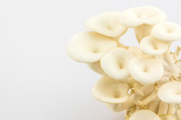 Fototapeta na wymiar Oyster Mushroom growing.