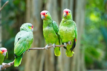 Foto op Plexiglas papegaai vogel © Pakhnyushchyy