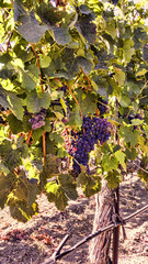 Purple Vineyard Grapes