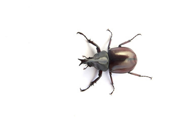 Stock Photo:.Male Siamese rhinoceros beetle, Xylotrupes gideon i