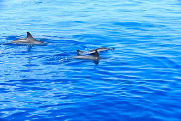 dolphins