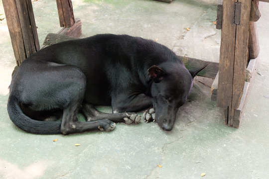 Black Dog Lying Under The Table