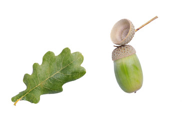 Oak leaf and acorn © richpav