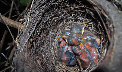 baby birds in nest