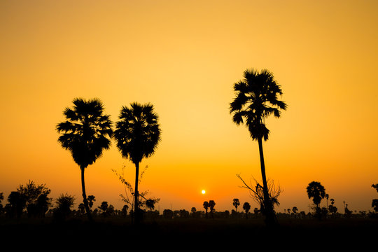 Silhouette of palm evening.