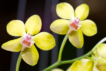 Yellow orchid.