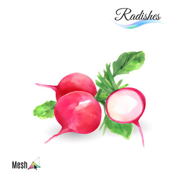 Watercolor radishes