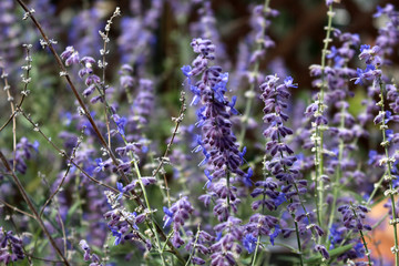 Obraz premium Russian sage
