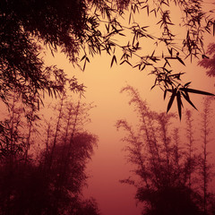 silhouette Bamboo Forest China Environment Concept