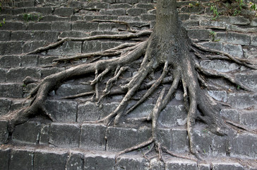 Survival of trees in the city. Environmental problem.