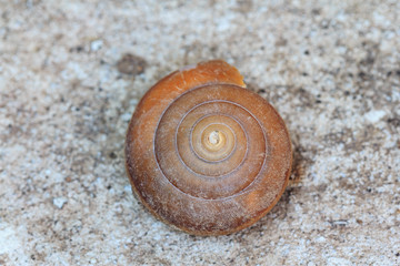 Close up shell of snail