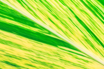 Abstract of blurred leaf background