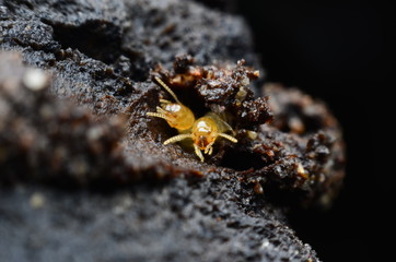 termite