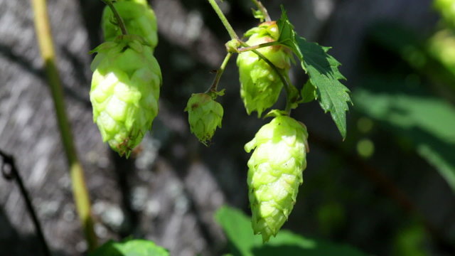 Close up view of green hop cone and leaves 