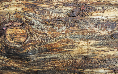 Ips typographus - spruce bark beetle - dead tree