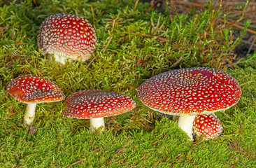 fly agaric mushrooms in a forest