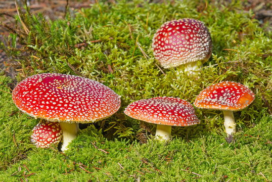 fly agaric mushrooms in a forest