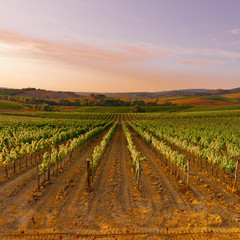 Fototapeta na wymiar Vineyards at Sunset