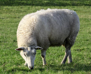 Obraz na płótnie Canvas Photo of a female sheep in a pasture