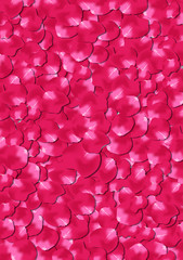 Fototapeta premium background of rose petals