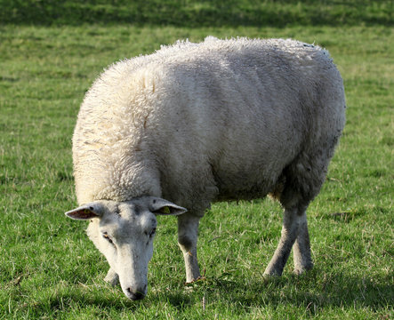 Photo of a female sheep in a pasture