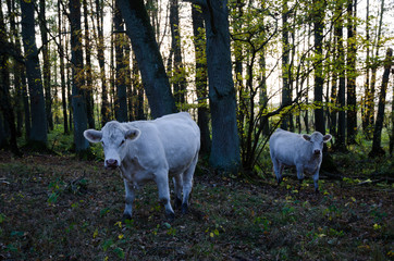 Curious cows in the forest