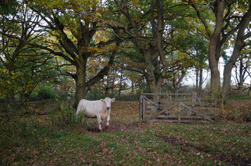 Cow passing an open gate