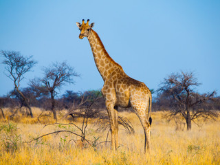 Standing giraffe in savanna