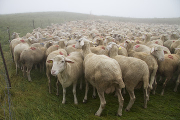 Obraz premium sheep farm Italian