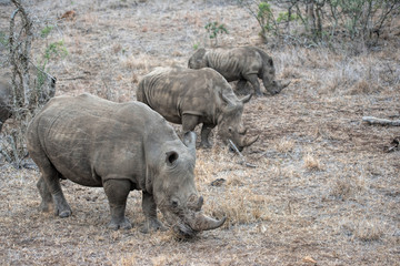 Fototapeta premium white rhino