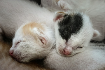 Newborn Sleeping Little Kittens