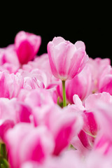 Beautiful pink tulips in the spring time