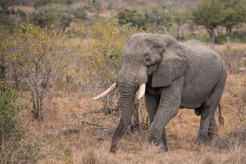 Fototapeta na wymiar elefant in south africa