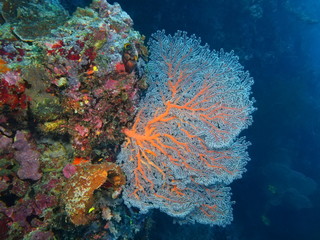 Fototapeta na wymiar Gorgonian coral, Island Bali