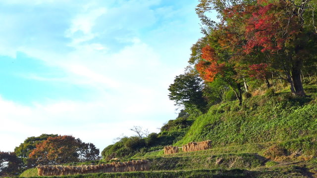 秋の田んぼに赤もみじ