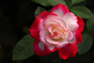 Rose/Rose: 'Jubile du prince de Monaco'
