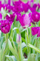 Blooming spring flowers tulips in the garden