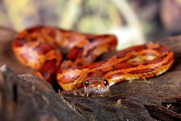 Corn snake