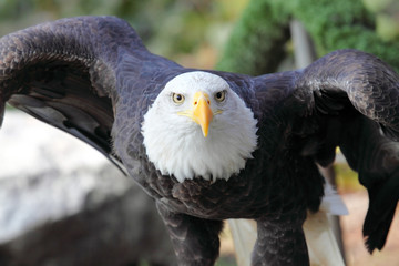 a bald eagle